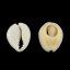 Kauri Muschel, natürlich - 16~18x12~13x5~7 mm