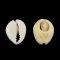 Kauri Muschel, natürlich - 12~16x7~11x3 mm